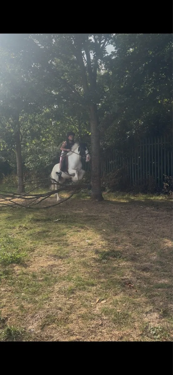 Pony - Image 4