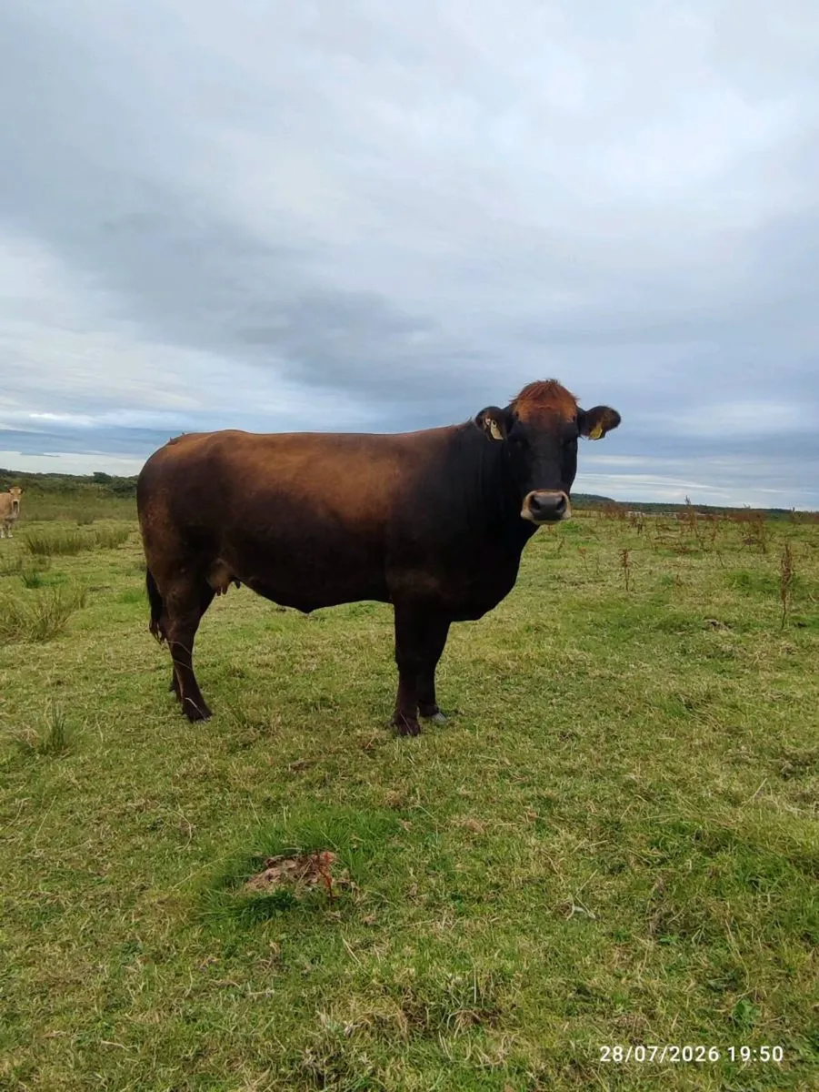 Parthenaise incalf cow - Image 2