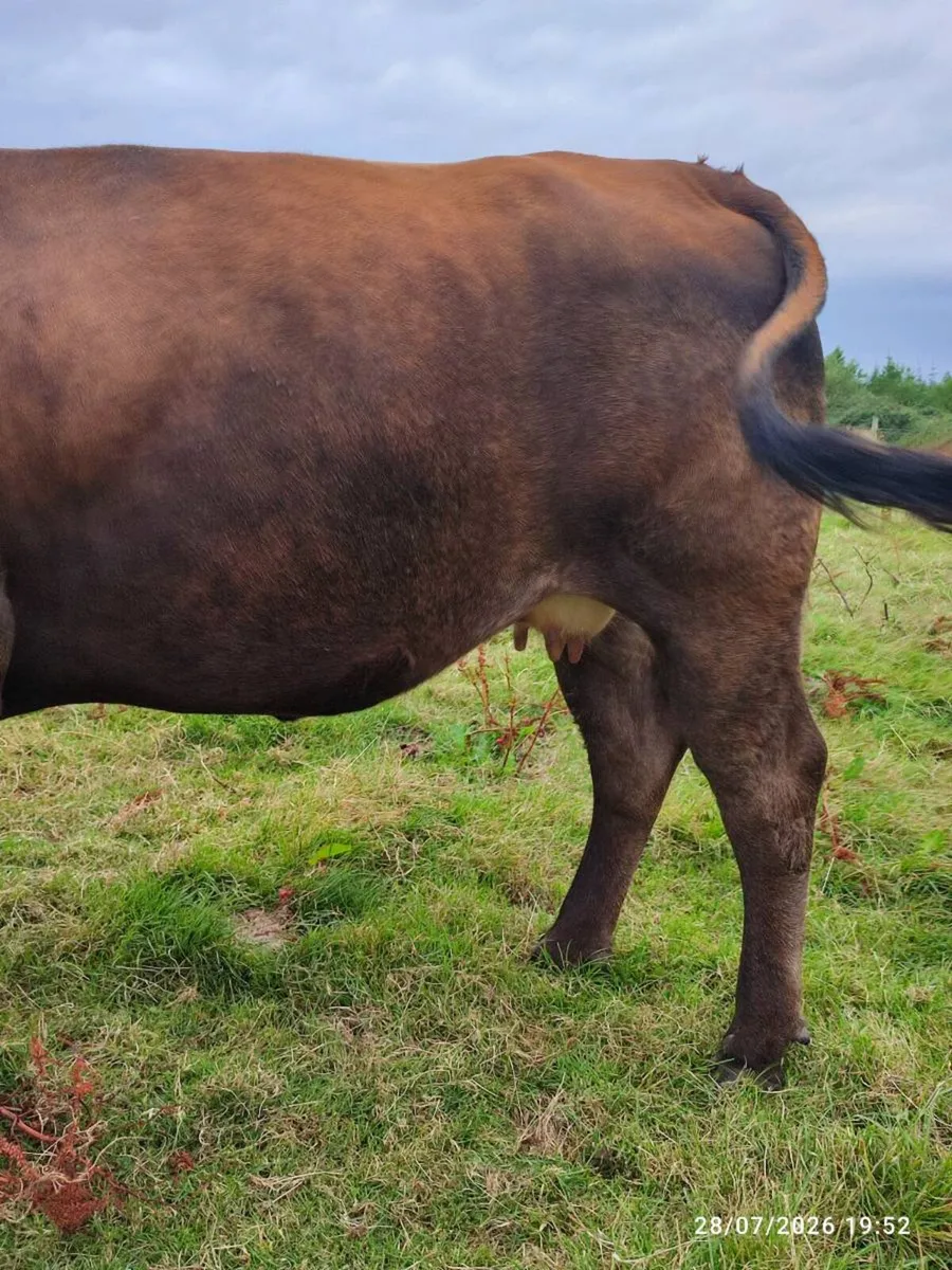 Parthenaise incalf cow - Image 3