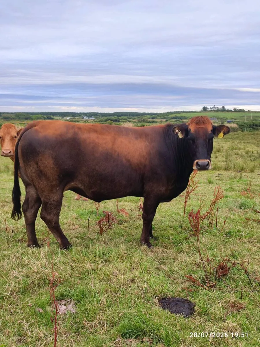 Parthenaise incalf cow - Image 1