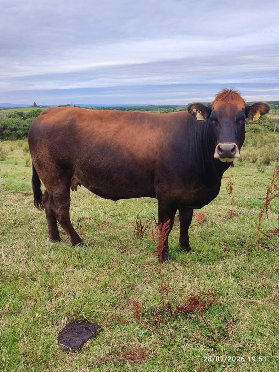 Parthenaise incalf cow - Image 4