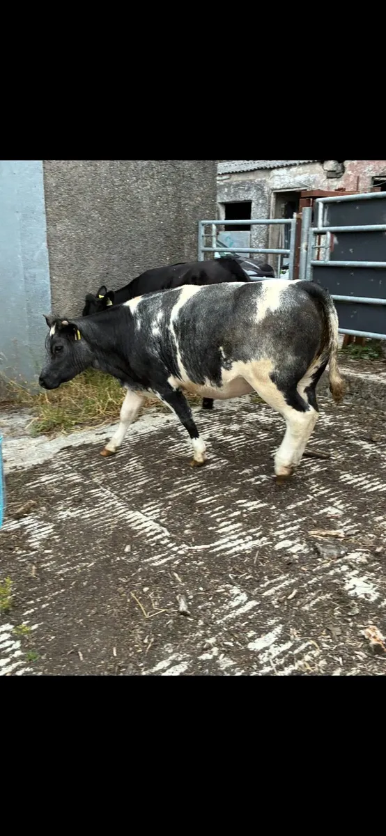 Breeding or beef Heifer - Image 2