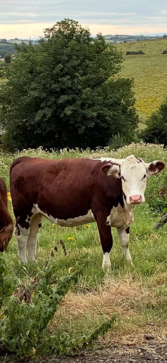Breeding or beef Heifer - Image 3