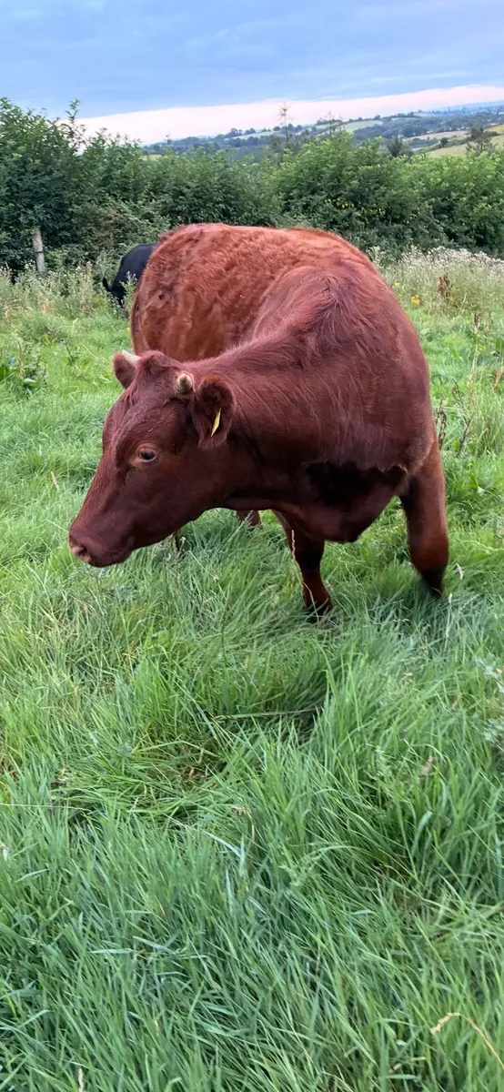 Breeding or beef Heifer - Image 4