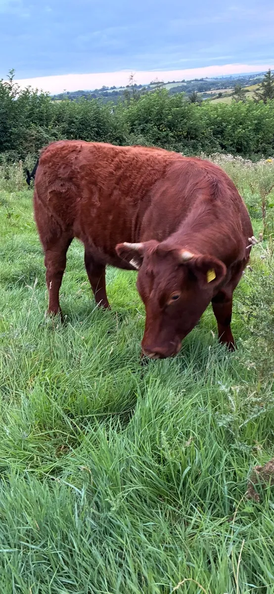 Breeding or beef Heifer - Image 1