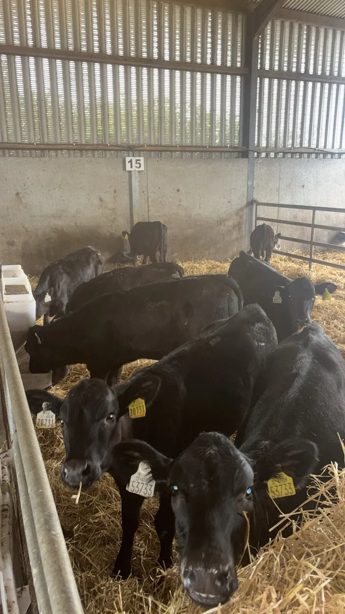 12 Angus Heifer Weanlings . - Image 1