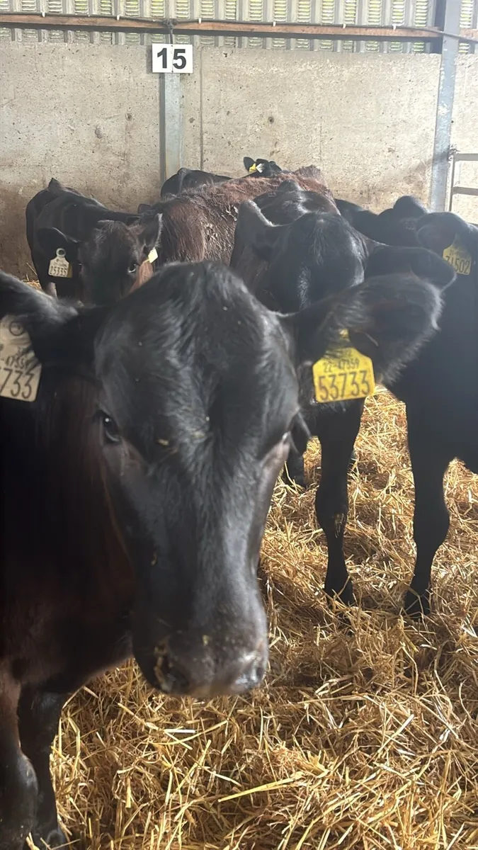 12 Angus Heifer Weanlings . - Image 2