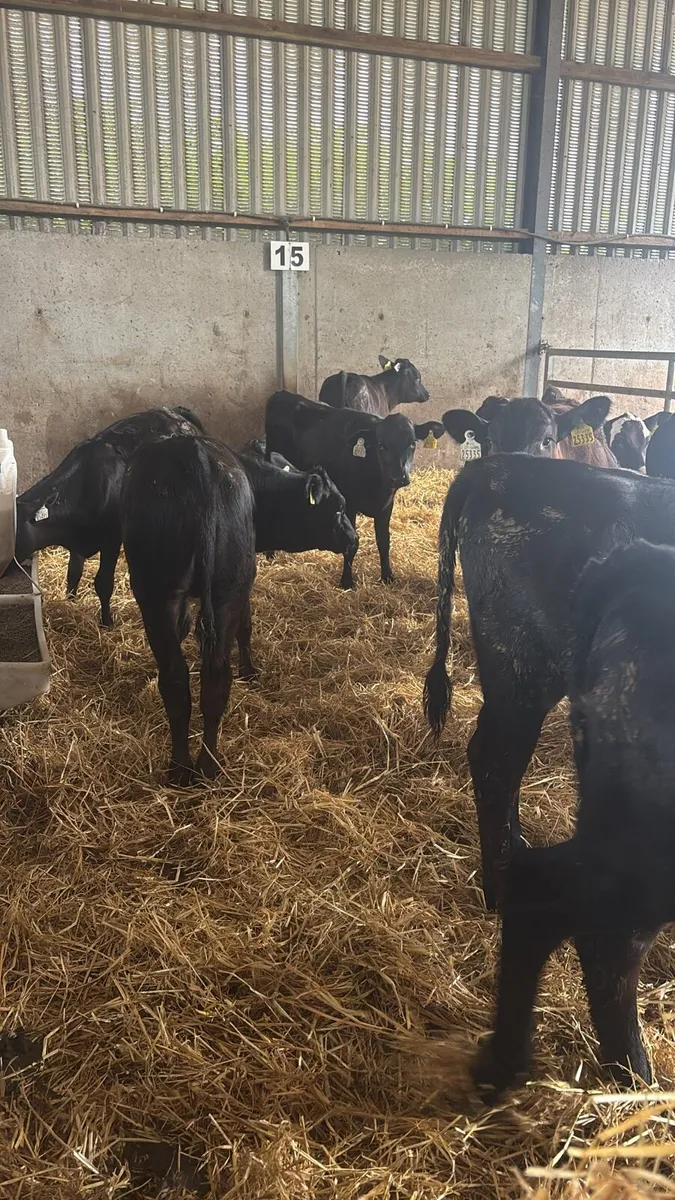 12 Angus Heifer Weanlings . - Image 3