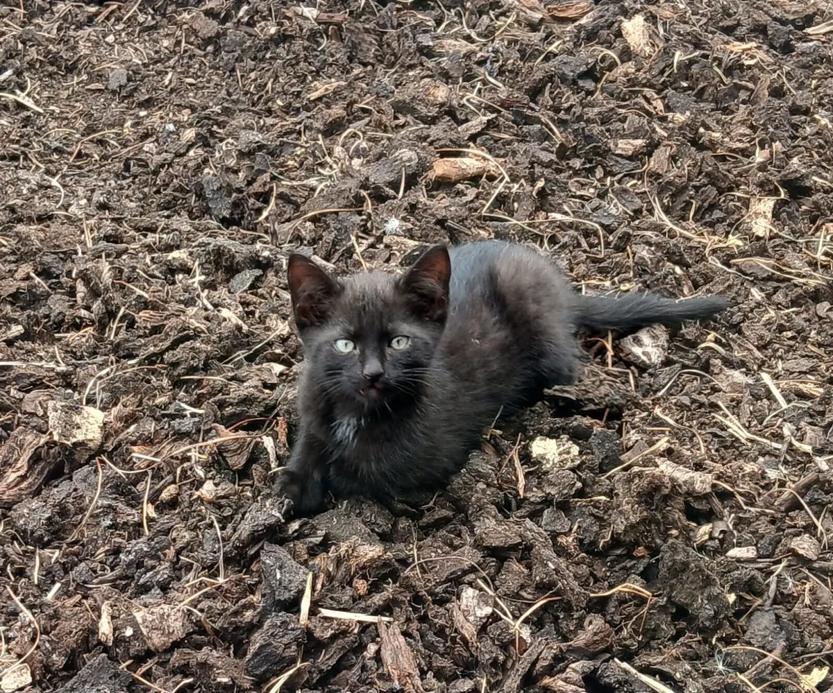 Kittens - Image 2