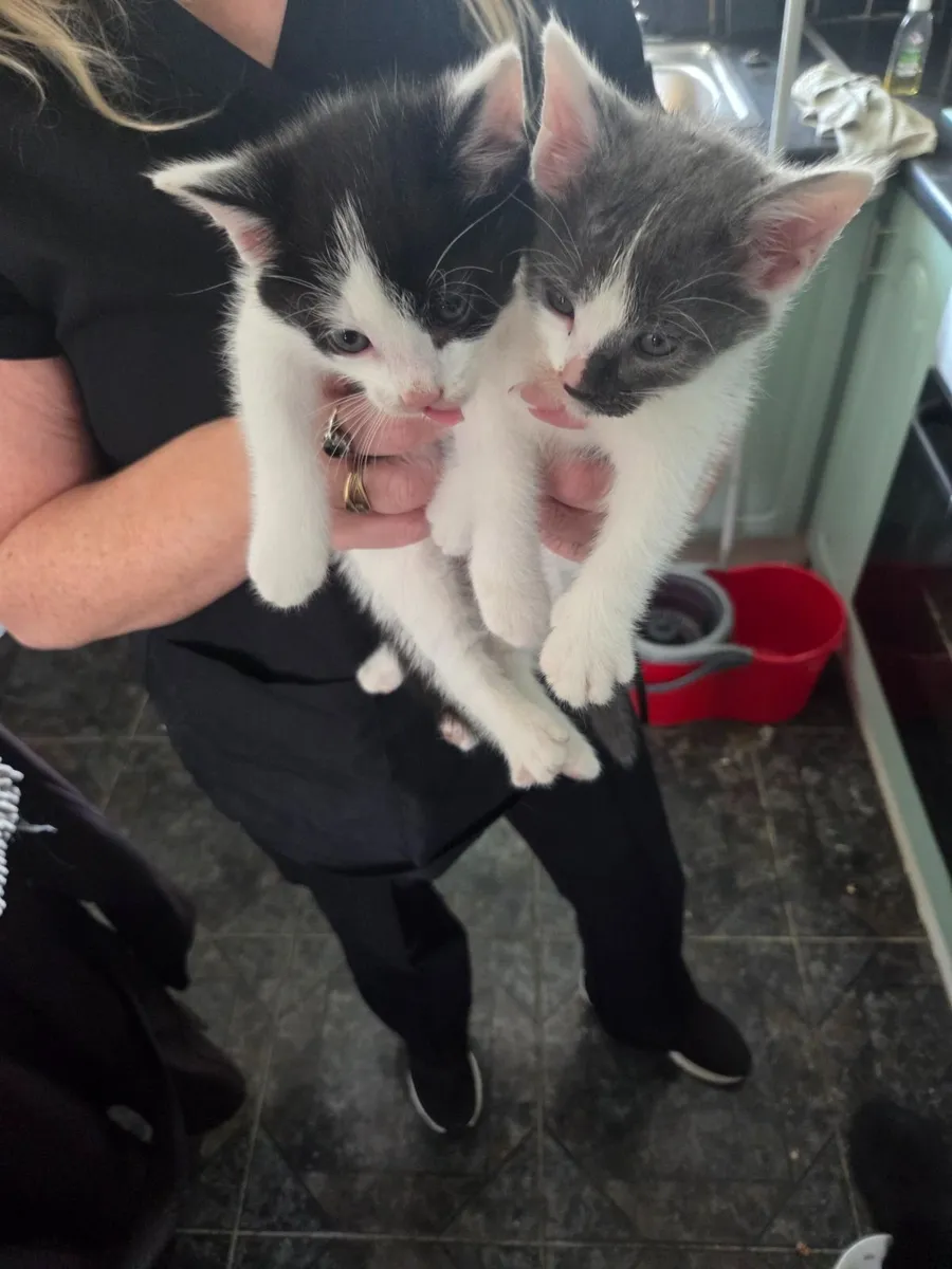 Kittens - Image 1