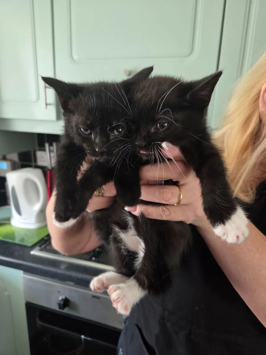 Kittens - Image 2