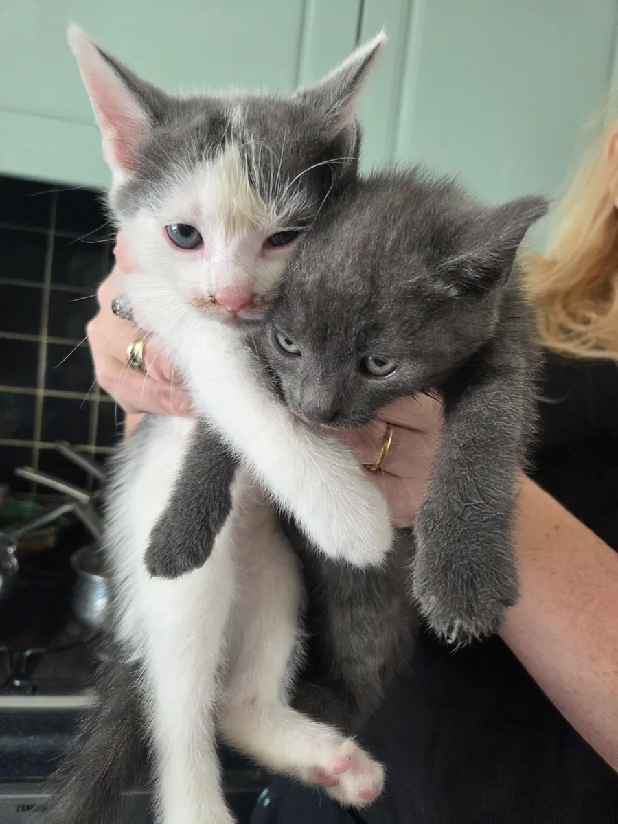 Kittens - Image 3