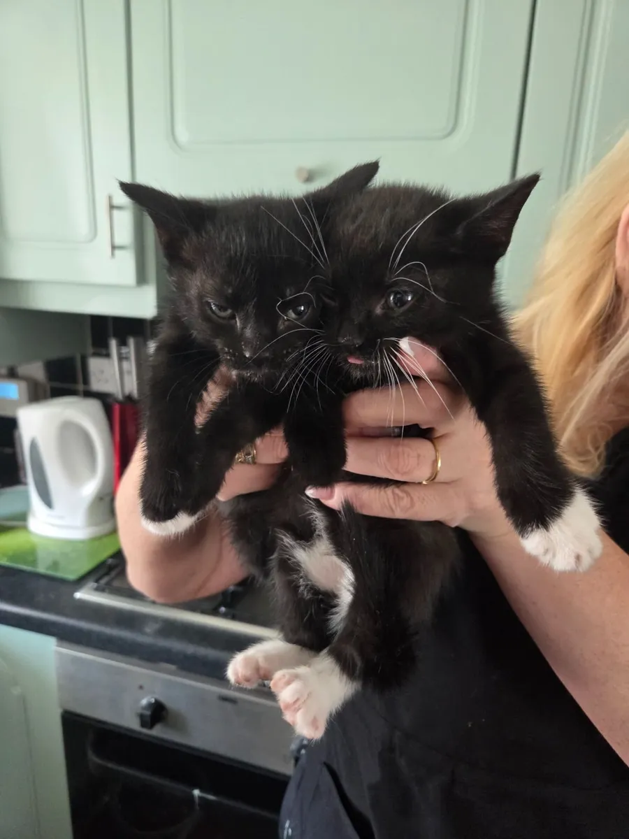 Kittens - Image 4