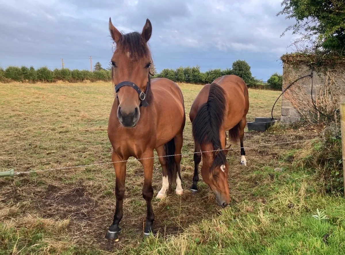 3yo Gelding - Image 1