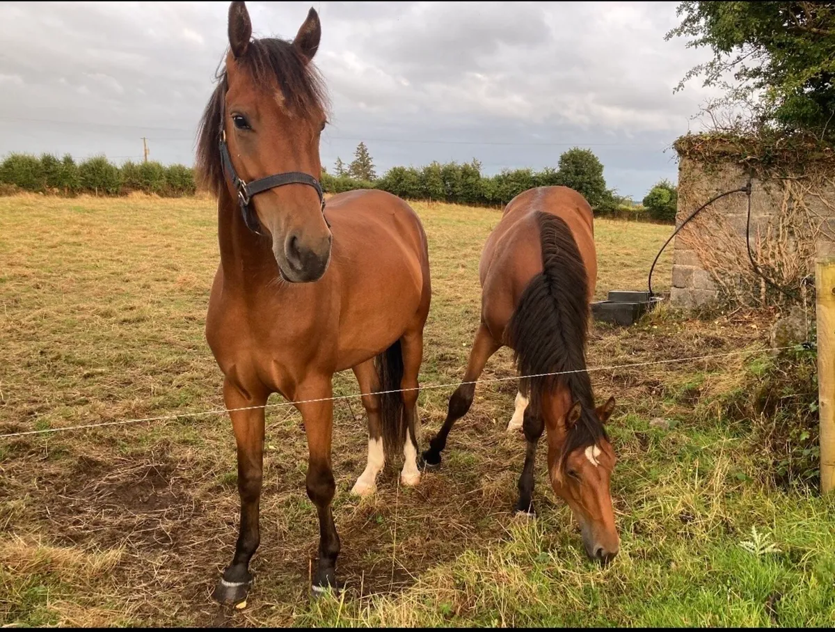 3yo Gelding - Image 2