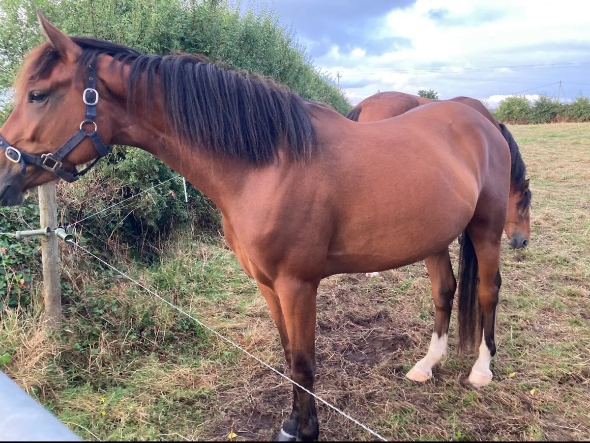 3yo Gelding - Image 3