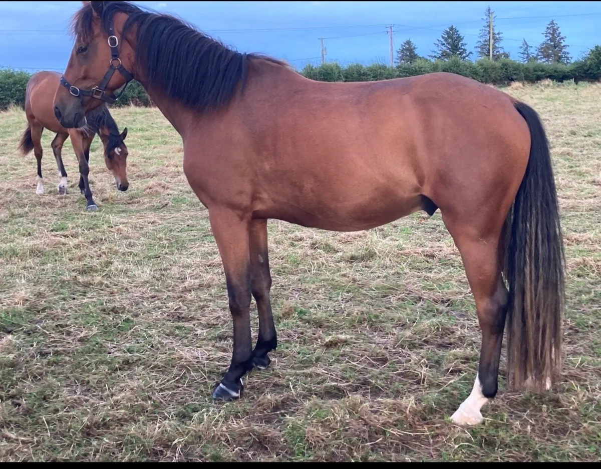 3yo Gelding - Image 4