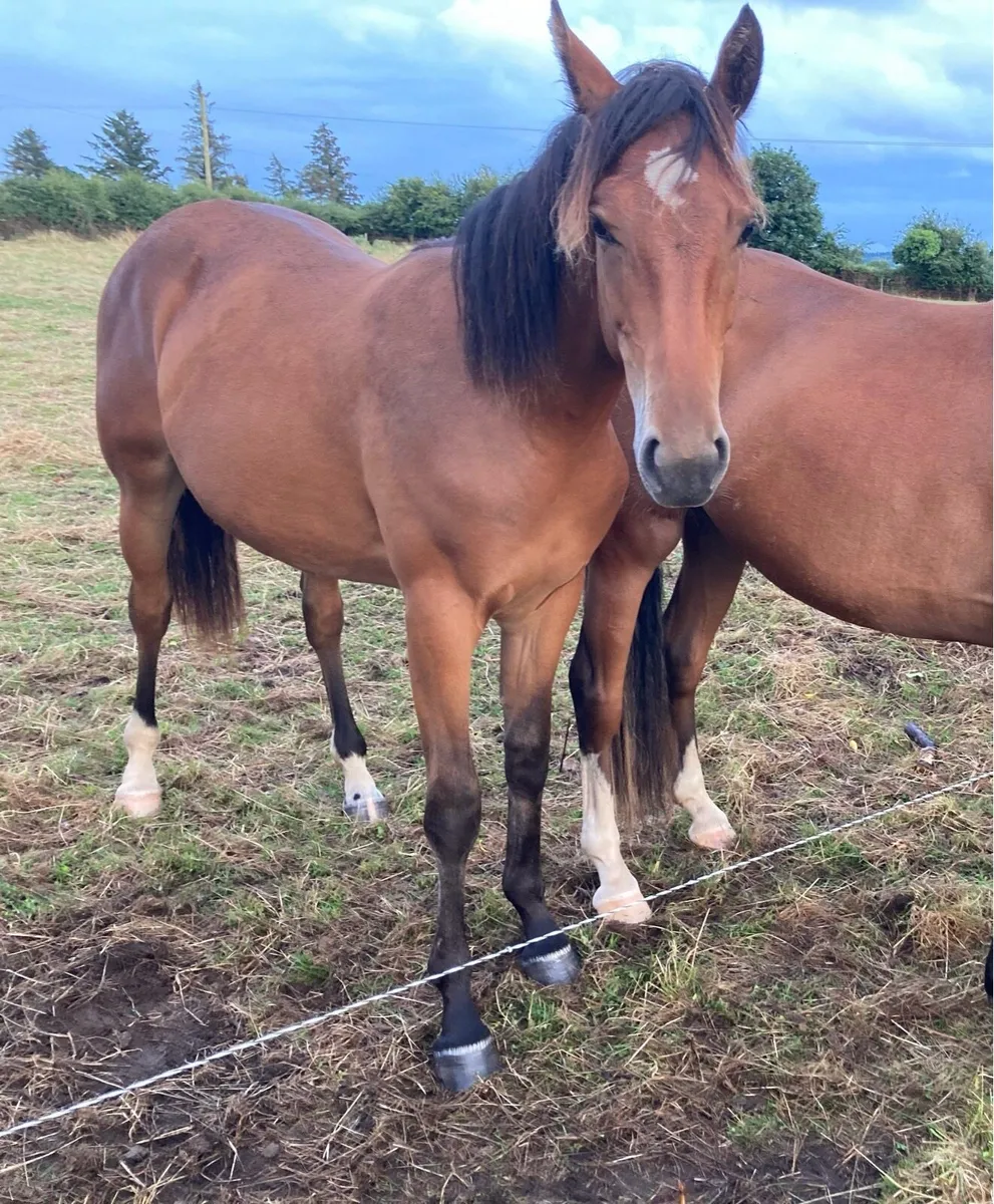 Stunning Bay Filly - Image 4
