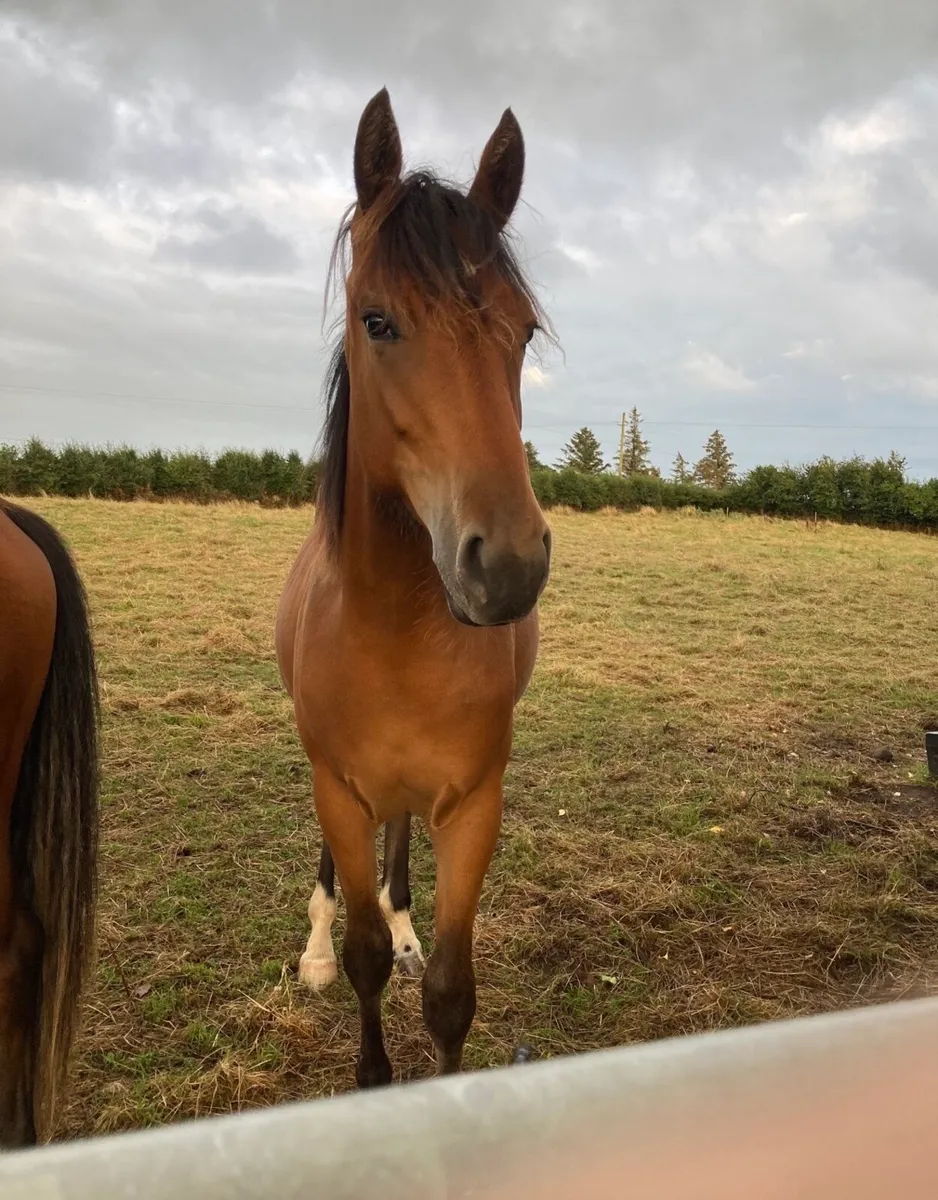 Stunning Bay Filly - Image 1