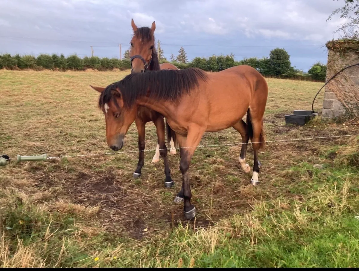 Stunning Bay Filly - Image 2