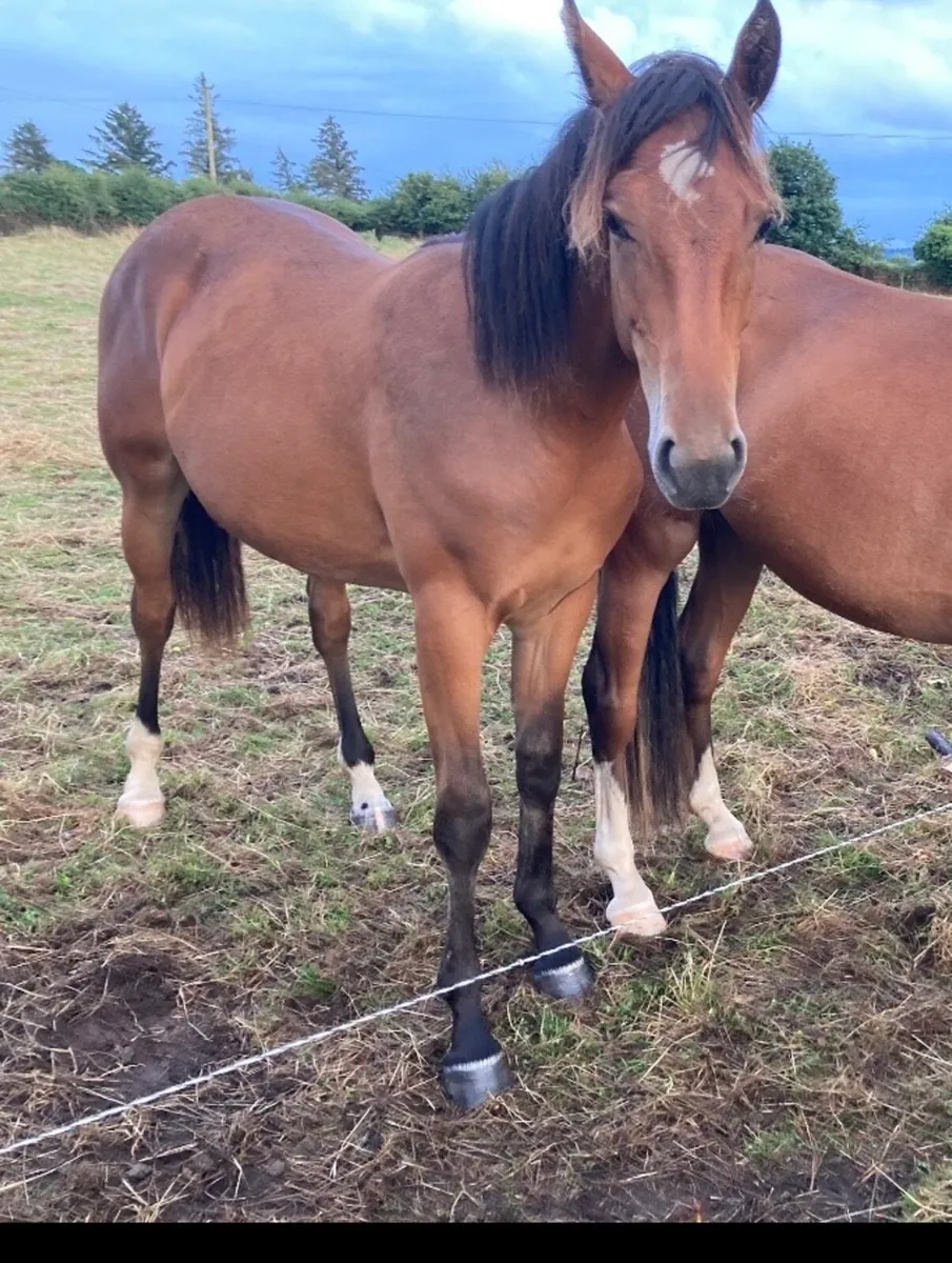Stunning Bay Filly - Image 3