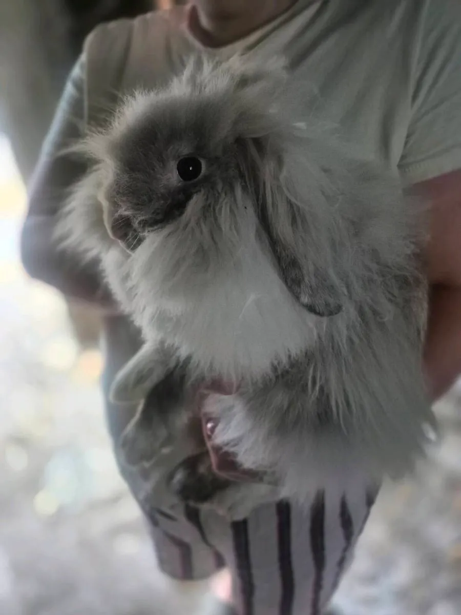 Mini lop rabbits - Image 1