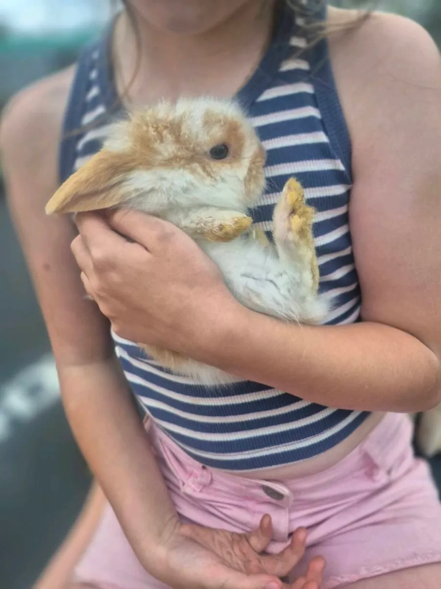Mini lop rabbits - Image 3