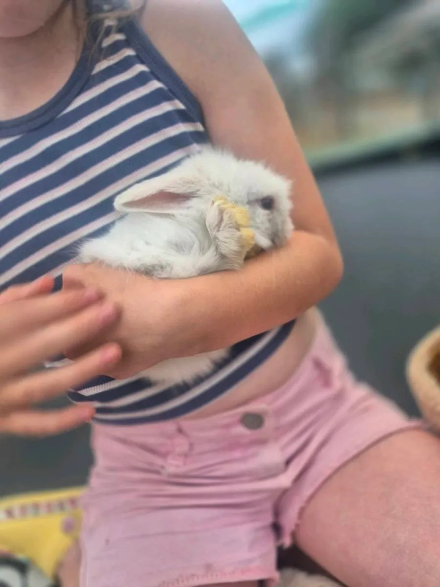 Mini lop rabbits - Image 4