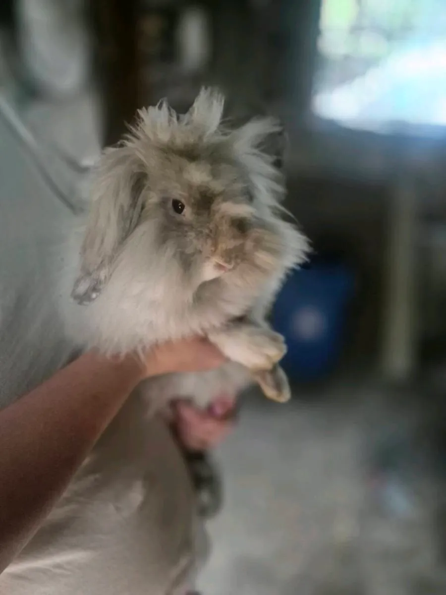 Mini lop rabbits - Image 2