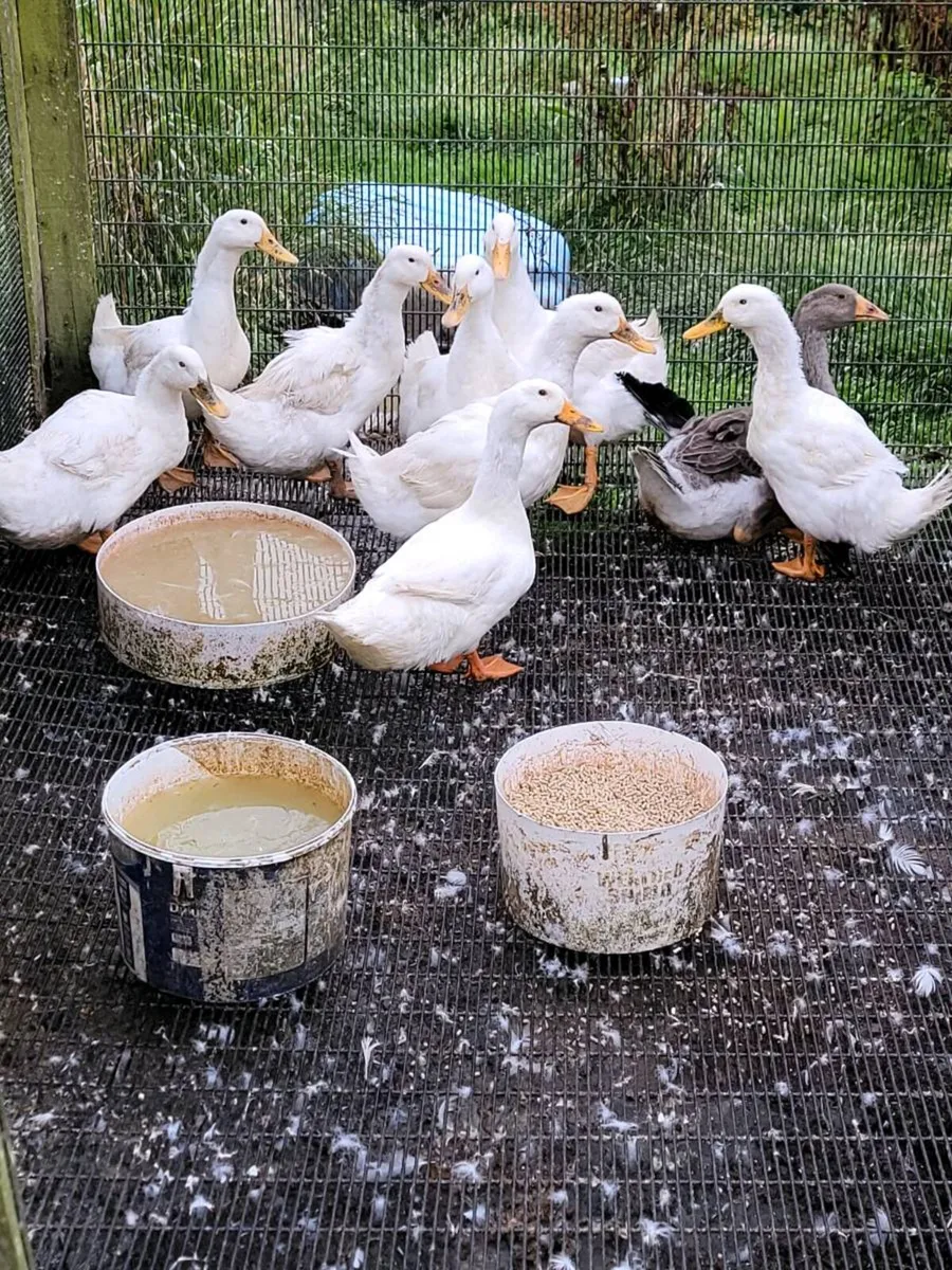 Aylesbury ducks