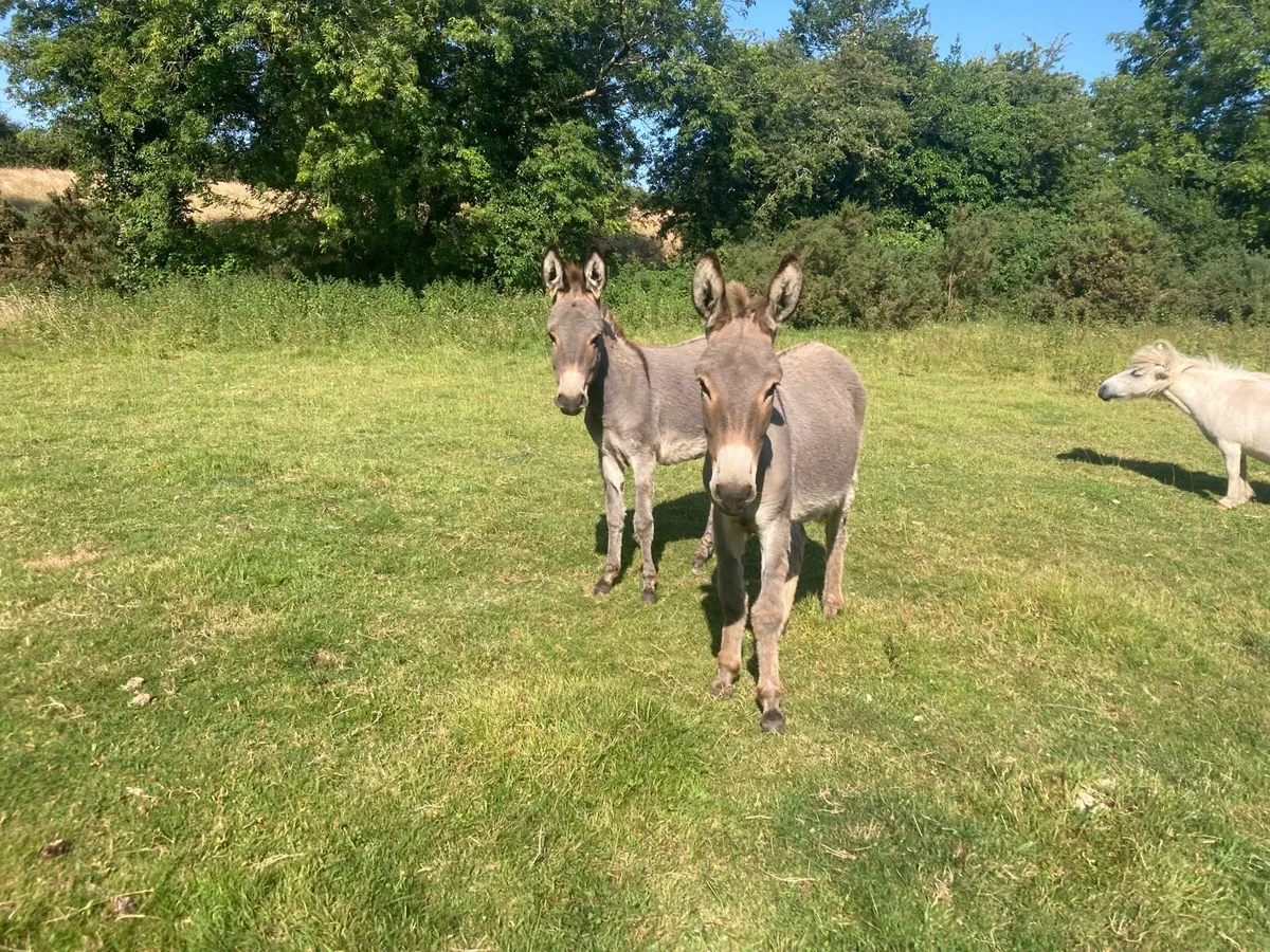 Donkeys - Image 2