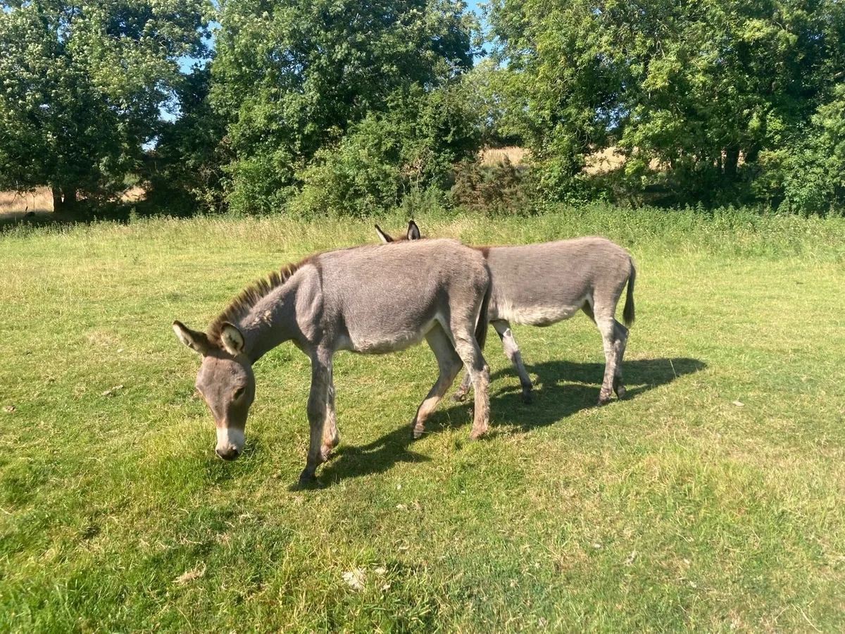 Donkeys - Image 3