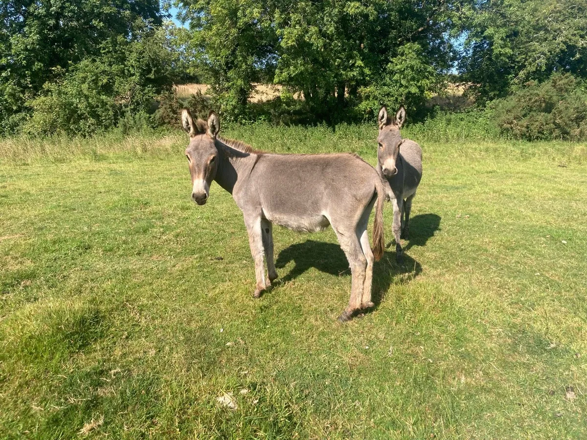 Donkeys - Image 4