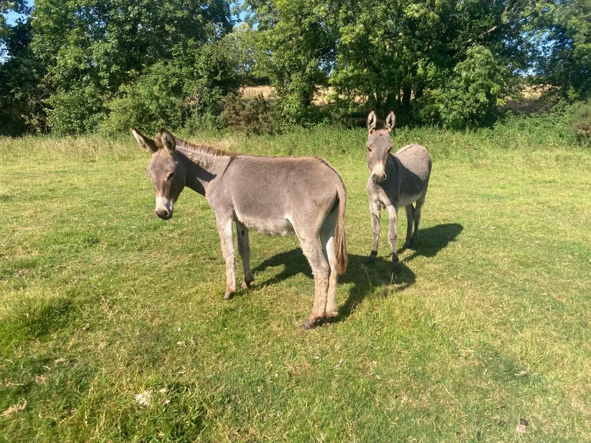 Donkeys - Image 1