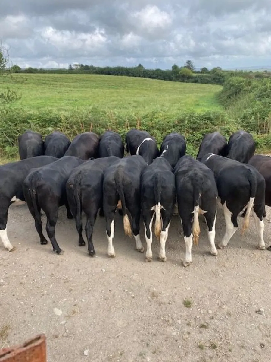 Heavy Beef heifers - Image 1
