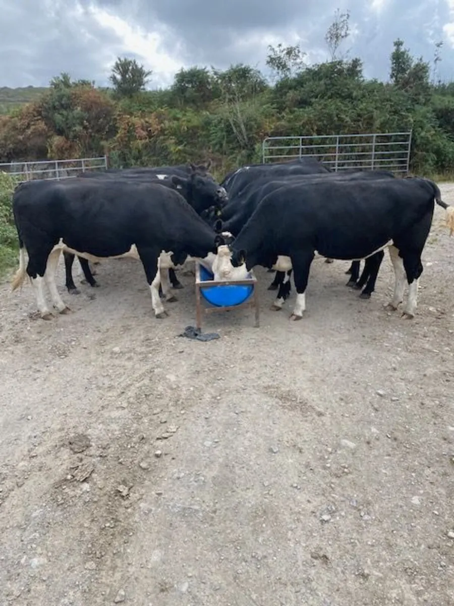 Heavy Beef heifers - Image 2
