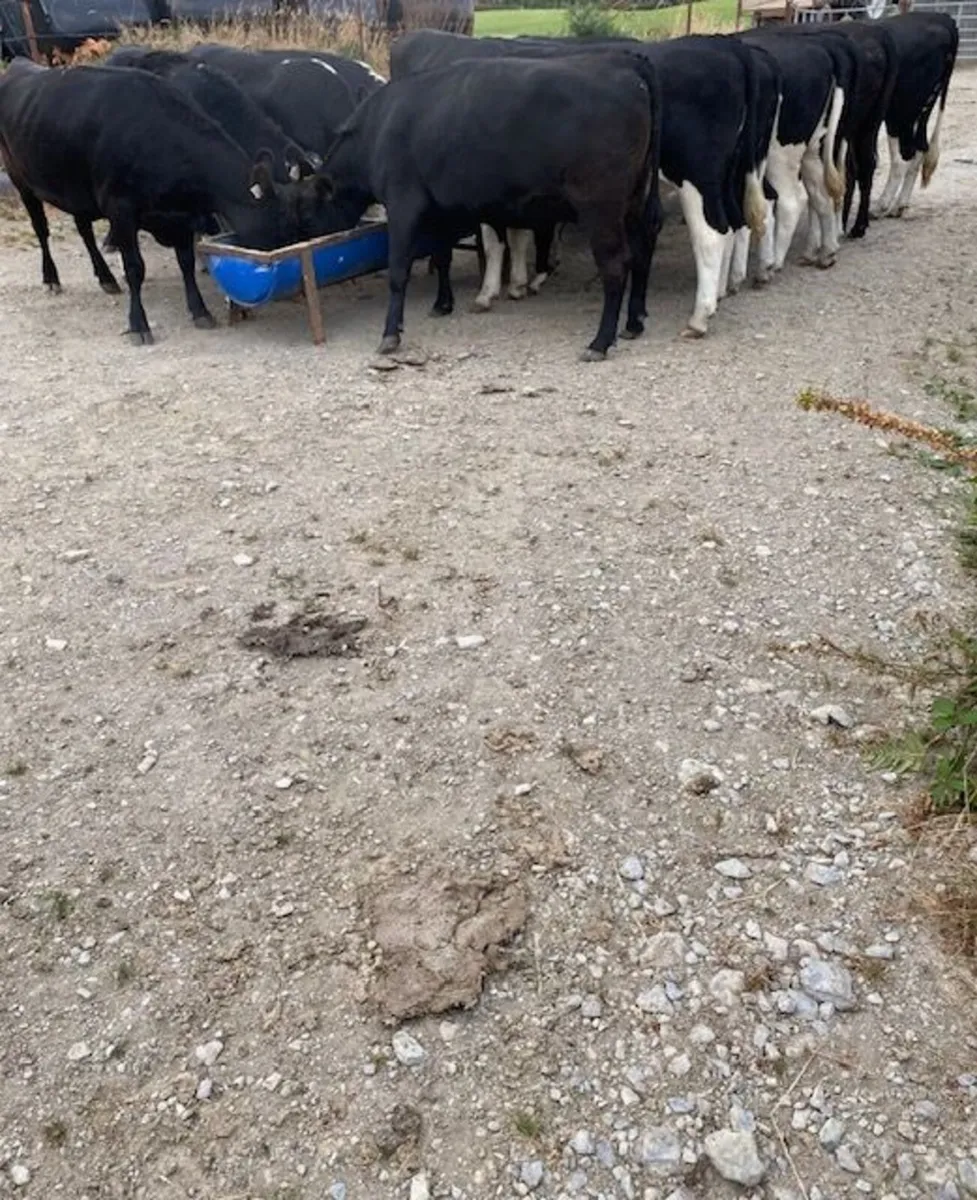 Heavy Beef heifers - Image 3