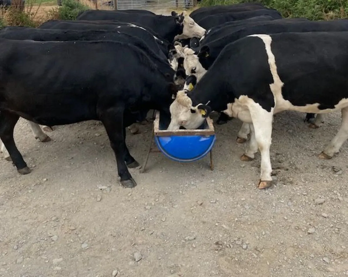 Heavy Beef heifers - Image 4