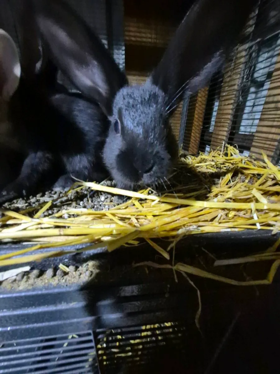 Baby rabbits - Image 1