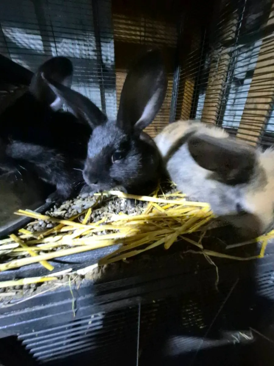 Baby rabbits - Image 2