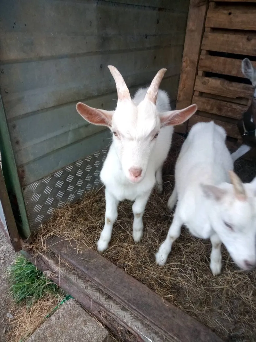 Goat's - Image 1