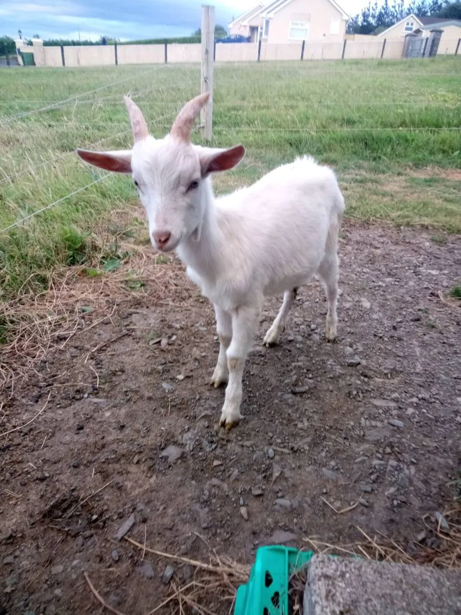 Goat's - Image 2