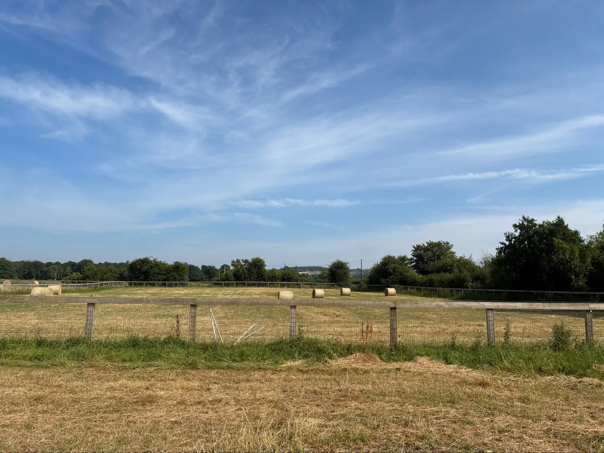 Hay for sale - Image 2