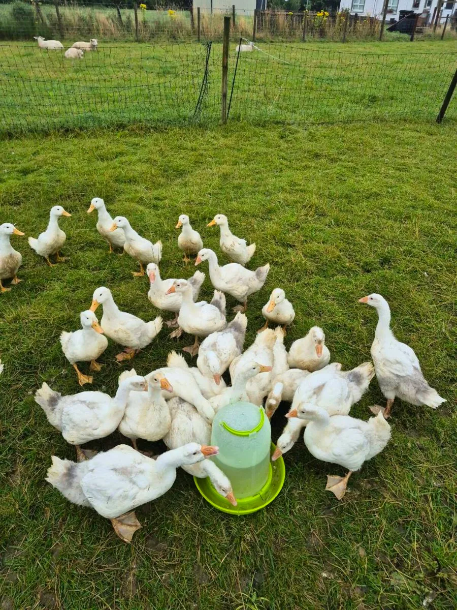 Pullets Geese and Ducks For Sale - Image 1