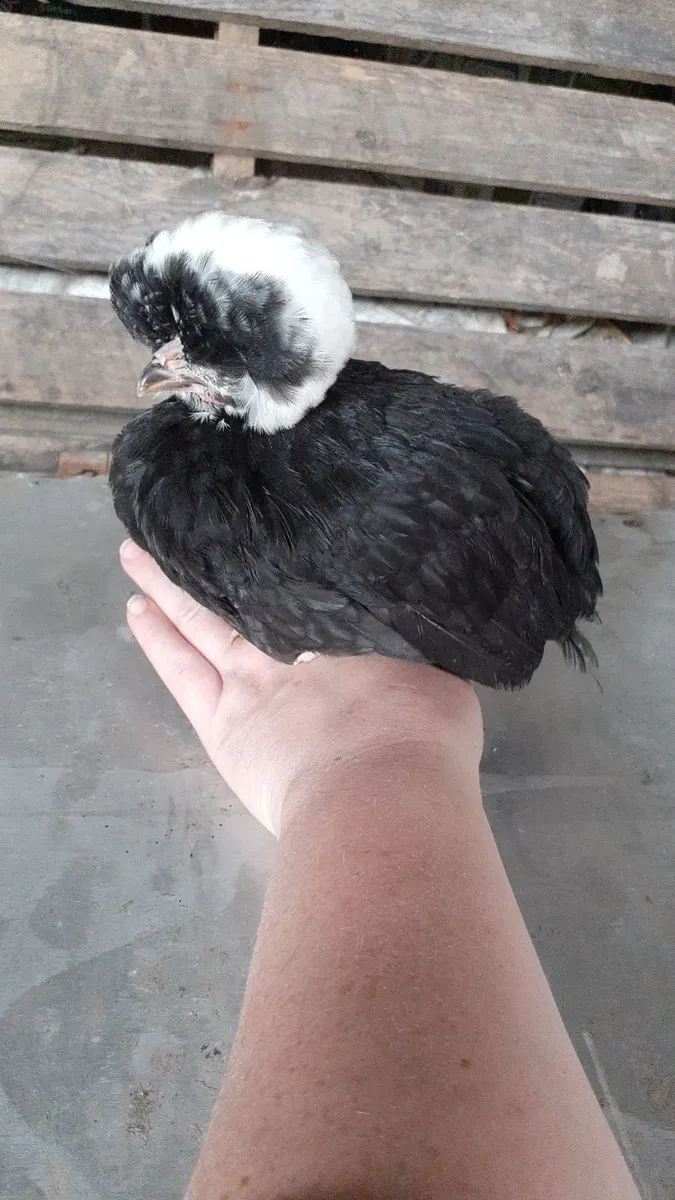 Chicks, ducks ,guineas & hatching eggs - Image 1