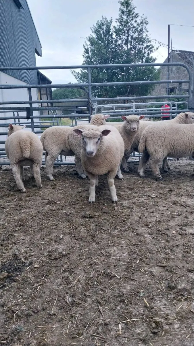 Dorset Ewes - Image 1