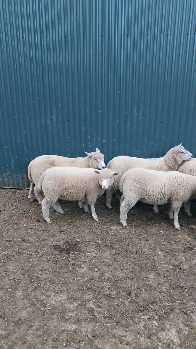 Dorset Ewes - Image 2