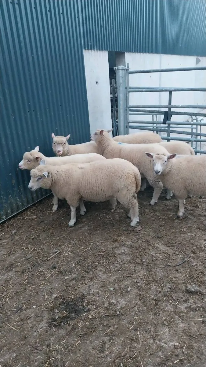 Dorset Ewes - Image 3