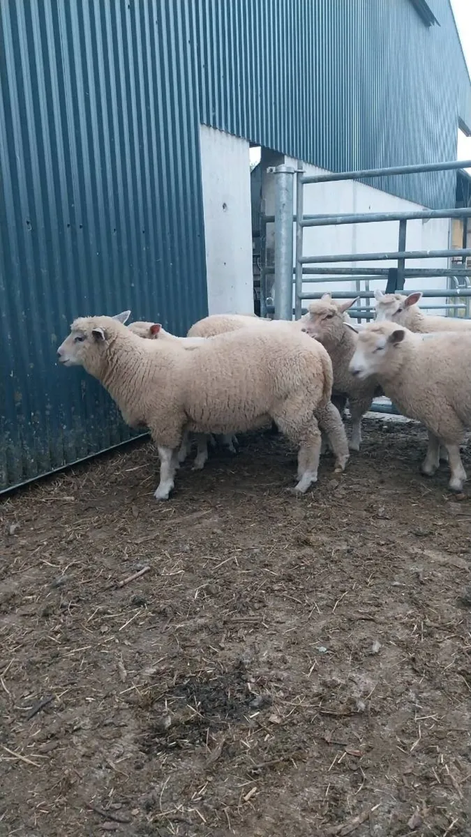 Dorset Ewes - Image 4