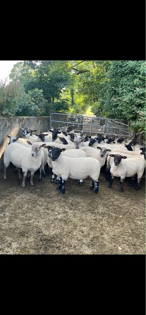 Suffolk cross hoggets - Image 1